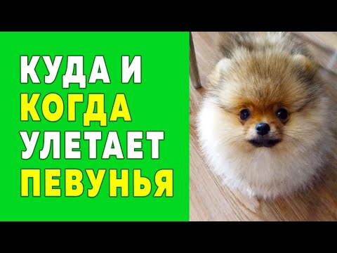 Video: Иттерге арналган 