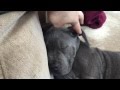 Introducing Azul, cute 2 months old italian mastiff puppy (cane corso)