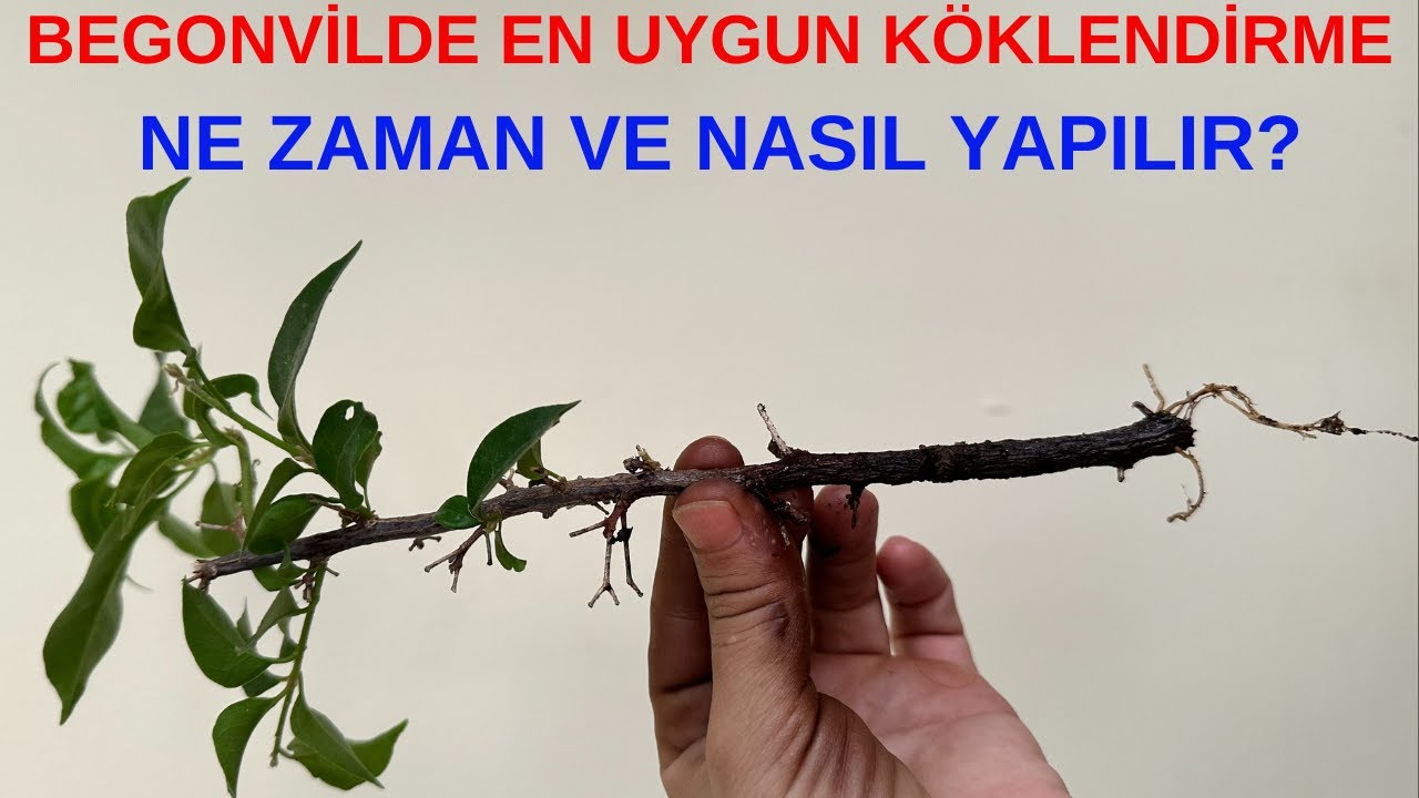Begonvil Ne Zaman Çoğaltılır, Dalından Begonvil Köklendirme, Begonvil Çoğaltma, Dalından Köklendirme