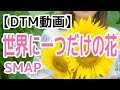 【DTM】世界に一つだけの花 / SMAP