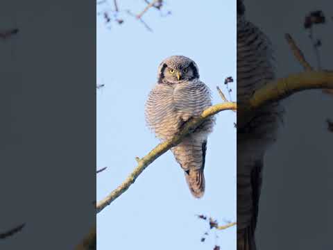 Video: Hawk Owl: opis i fotografija