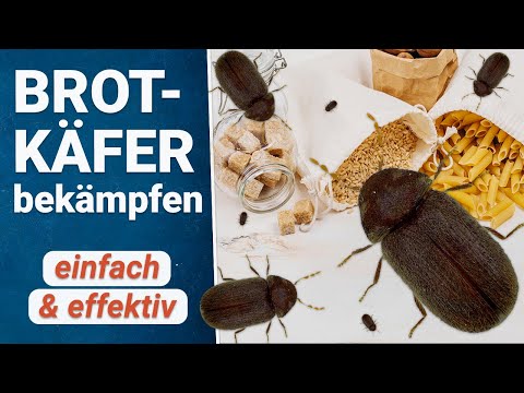 Video: Schmaler Brotkäfer