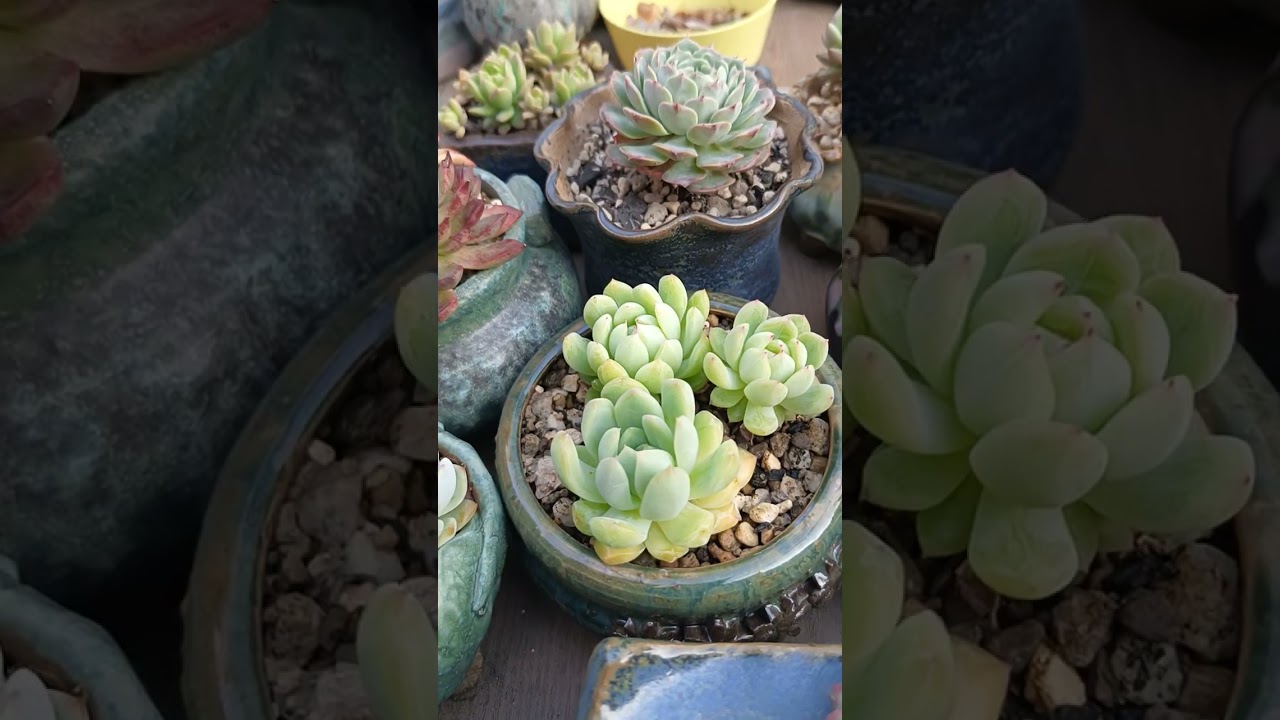 天涯肉比鄰~20260218-1