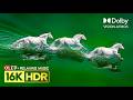 ULTIMATE Dolby Vision OLED TEST 120FPS | 16K HDR Nature Relaxing Music (8K/4K Video TV)