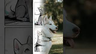 Dog Animation