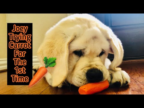 Видео: Puppy Teething Toys: Изберете най-добрите играчки за дъвчене за кученца