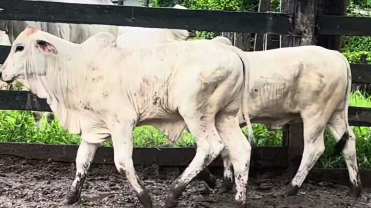 Bezerros Tabapuã - Progênie Boston FIV do Goias 