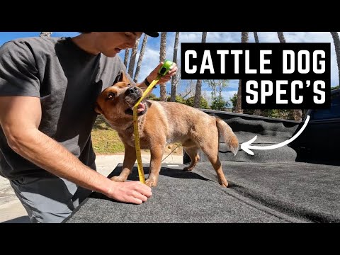 Australian Cattle Dog SPEC's: Weight, Height, Endurance Score