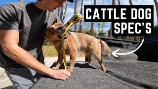 Australian Cattle Dog SPEC's: Weight, Height, Endurance Score