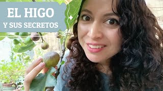 Guía para tener un ÁRBOL DE HIGO: características, beneficios, secretos y cuidados de la higuera.