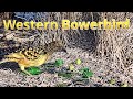 The Obsessive Artist of the Outback: Australia's Western Bowerbird