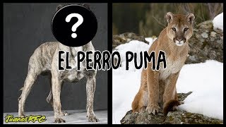 EL PERRO PUMA - Cimarrón Uruguayo | JuanesRFC_DogsTV by JuanesRFC 29,485 views 6 years ago 2 minutes, 47 seconds