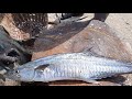 Anjal/ Vanjaram (Seer Fish) Cutting | AM Fish House In Bangalore