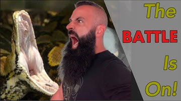 When feeding Reticulated Pythons, goes wrong!