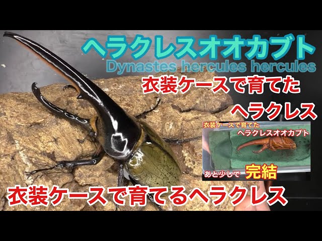 ◆ギネス血統の孫！ ヘラクレス・ヘラクレス（かぶと虫）の幼虫３匹 衣装ケースごとどうぞ！ おまけ付き♪◆ カブトムシが選べる！ヘラクレスオオカブト3令初期幼虫オスメスペア+