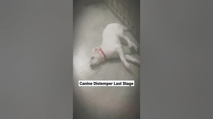 Canine Distemper Last Stage | #shorts | Symptoms Case 6 - DayDayNews