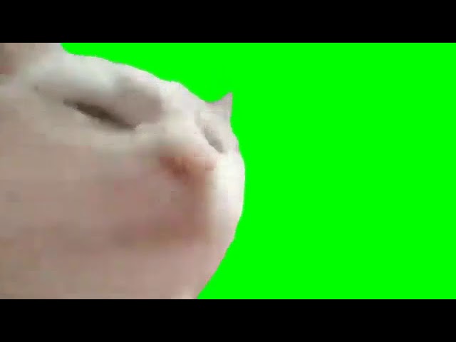 FREE DOWNLOAD] Cat Vibing Green Screen Video