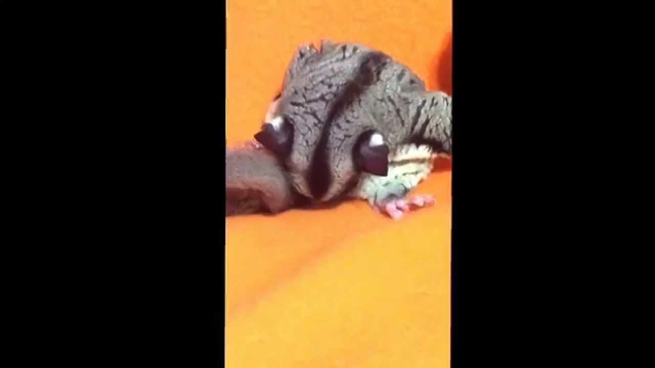 Sugar glider giving birth clear view YouTube