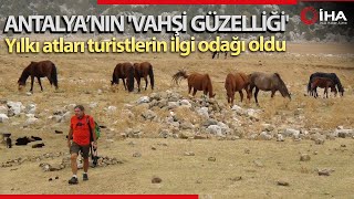 Yılkı Atları Turistlerin İlgi Odağı Oldu