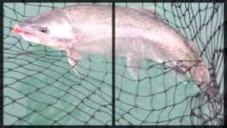 Kenai River Alaska - Fishing For Monster Rainbow Trout