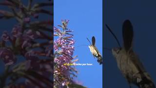 The Amazing Hummingbird Hawk-Moth Natures Flying Marvel.