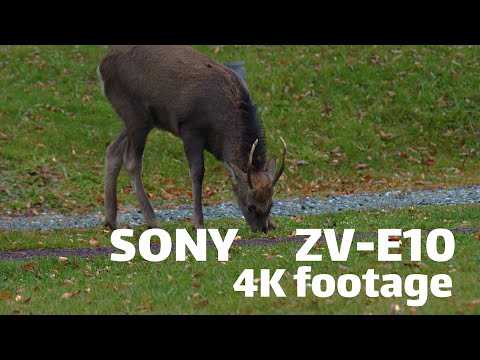 The handheld shooting of Sony ZV-E10 （4K cinematic footage）