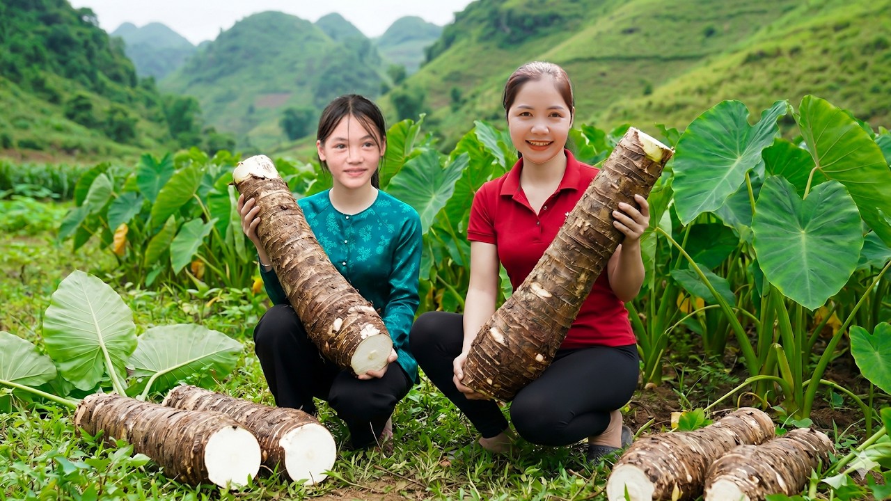 Harvesting 1000+kg GIANT Exotic Arrowroot! From Field To Market, Crispy ...