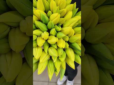 Video: Kytice 100 tulipánů EN Strong Gold