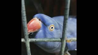 Violet Ringneck Female