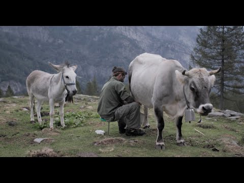 Kühe auf dem Dach - Vaches Sur Le Toit | Von Aldo Gugolz | Official Trailer