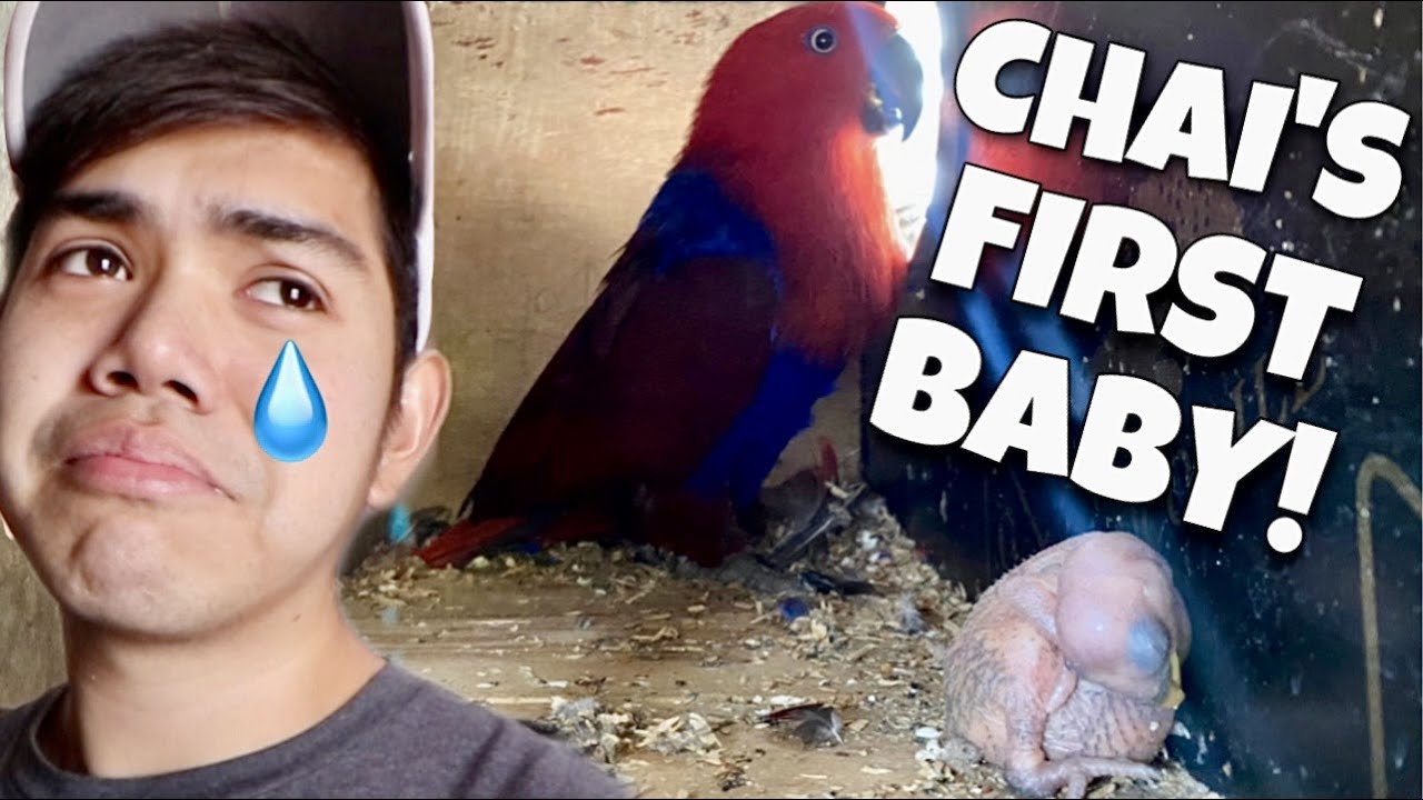 ECLECTUS PARROT FIRST BABY! Nanganak na si Chai sobrang cute at taba ng baby! (IBON!) | Murillo Bros