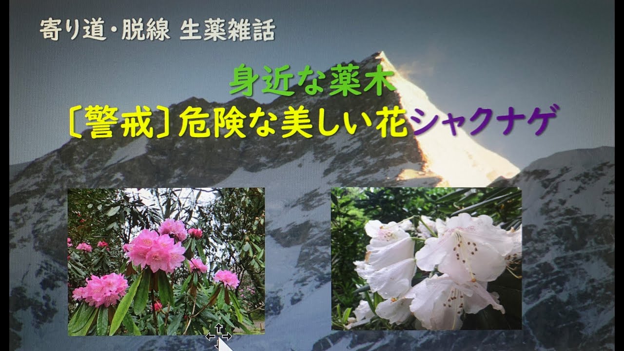 美しいシャクナゲには毒がある 寄り道 脱線 生薬雑話 Youtube