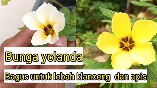 Download Lagu Bunga yolanda vegetasi lebah madu MP3