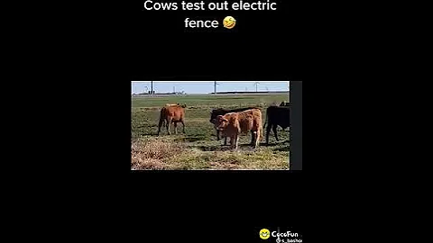 Cows testing an electric fence.