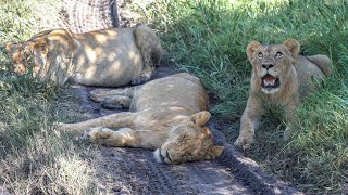 Botswana, Lions, Okavango Delta