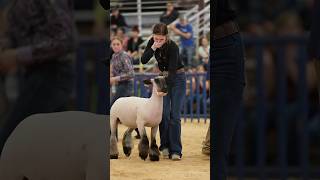 Nothing beats moments like these in the show ring. #livestock #agriculture #sanantonio