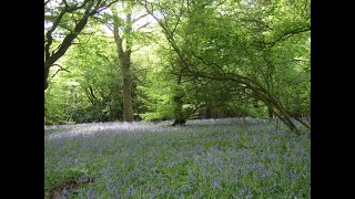 Epping Forest Song - Blue Harbour