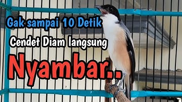 PANCINGAN CENDET GACOR FULL EMOSSI. gak sampai 10 Detik Cendet Diam langsung Nyambar. 