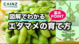 エダマメの育て方 美味しく元気な枝豆 カインズ野菜栽培 Youtube