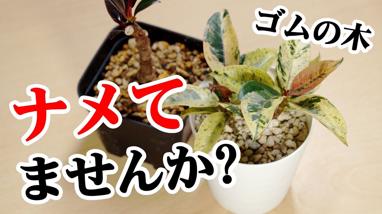 ゴムの木(フィカス) - 植物/観葉植物