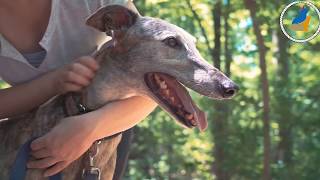 National Pet Registration