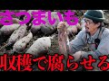 さつまいもは収穫直後の処理がとても大事です