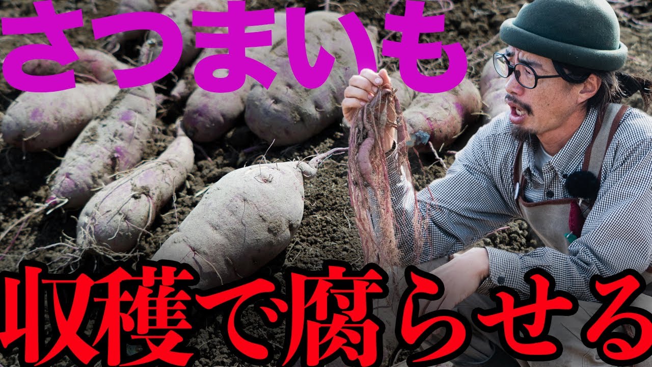 さつまいもは収穫直後の処理がとても大事です