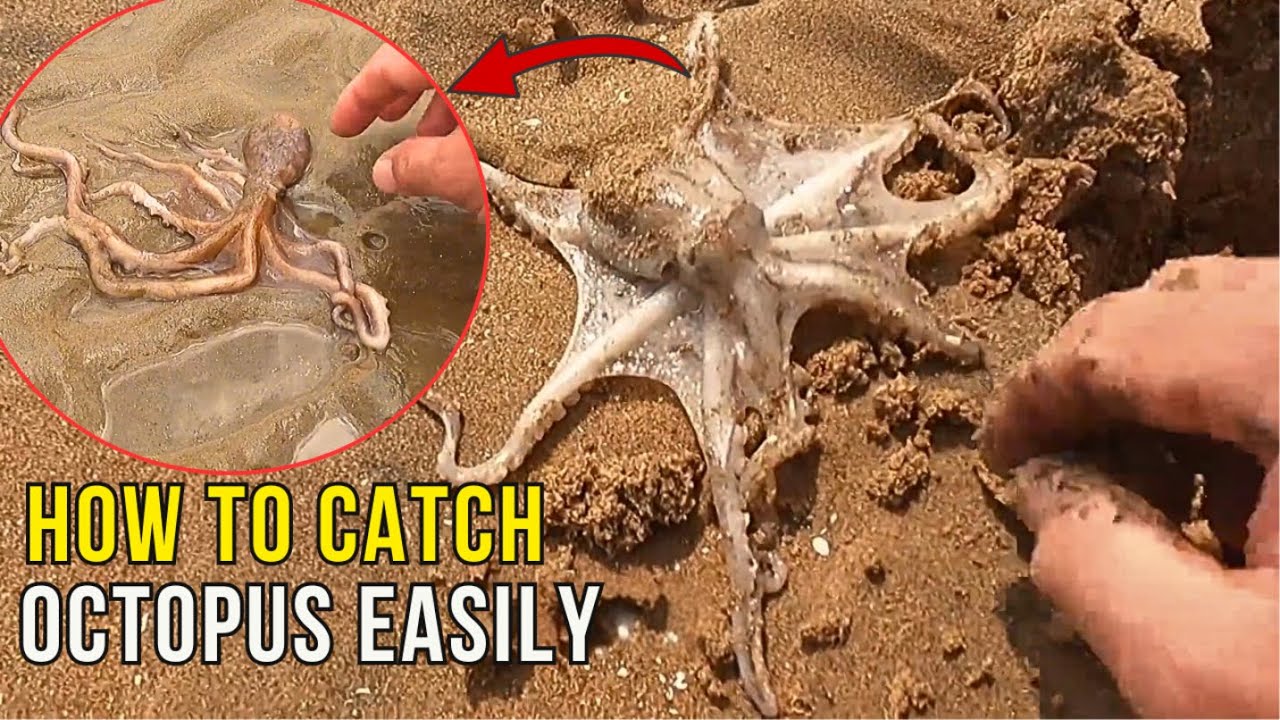 How to catch HUGE KING RAZOR CLAMS after the TIDE goes out! Sprinkle ...