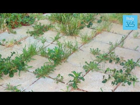 Video: Erba indesiderata nelle aiuole: sbarazzarsi dell'erba in un'aiuola
