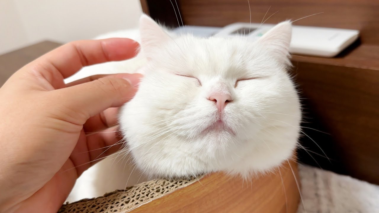 ふわふわ猫の１日に密着したら飼い主にべったりで可愛すぎた…。