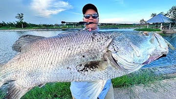Câu Lure Cá Chẽm 3 Lần Đi Tìm Con Cá Kể | Cần Câu Lure AjiDo | Tiny Rod Fishing Barramundi