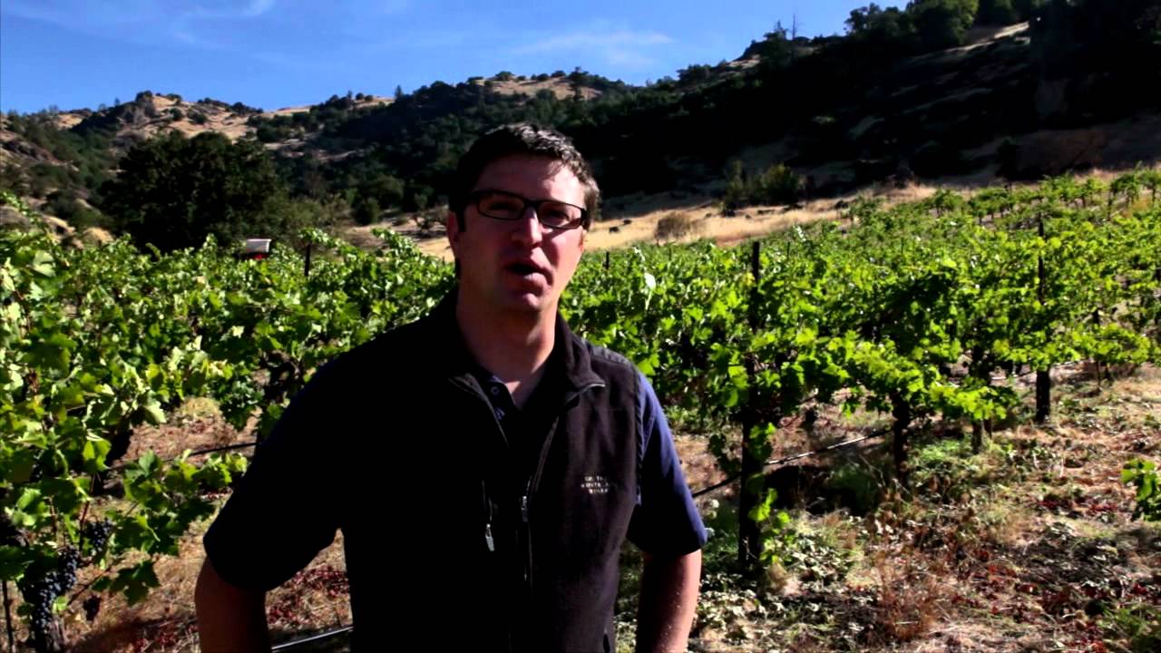 Harvest 2012 It s A Good Year To Be A Grapevine YouTube Harvest 2012 It s A Good Year To Be A Grapevine YouTube
