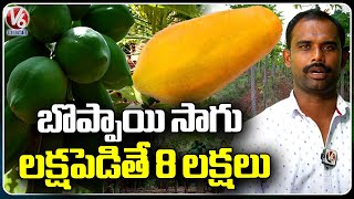Papaya Farming: Growing Of Papaya Plants In Ranga Reddy | V6 News