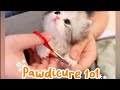 Paw-dicure 101